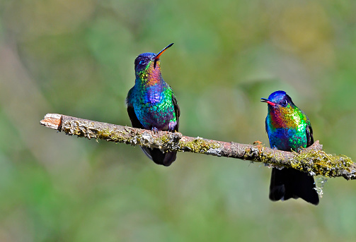 Two Fiery-throated hummingbirds perching on a branch.  The colorful hummingbirds display a rainbow of different vibrant colors.  The Fiery-throated hummingbird can only be found in the high mountains of Costa Rica.