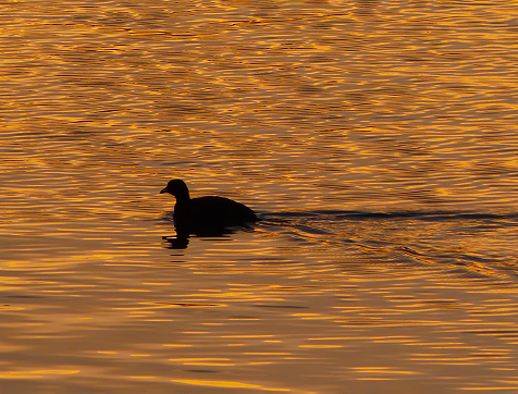 Sunset lights up the waters of Woodbridge Lake in Irvine, California as a solitary duck paddles across, leaving its wake behind.