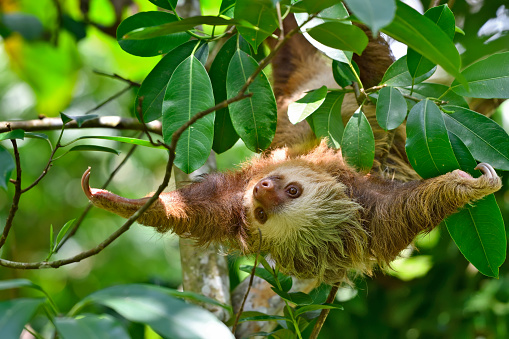 A two toed sloth is in a tree.  The sloth is upside down with arms fully extended outwards like it wants to give a hug.  You can see sunshine on parts of the body of the sloth.