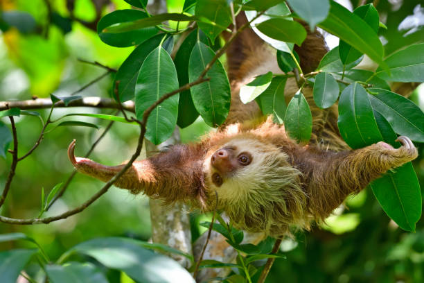 two toed sloth in a tree A two toed sloth is in a tree.  The sloth is upside down with arms fully extended outwards like it wants to give a hug.  You can see sunshine on parts of the body of the sloth. sloth stock pictures, royalty-free photos & images