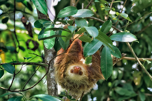 A two toed sloth is in a tree.  The sloth is upside down climbing down the tree.  You can see sunshine on parts of the body of the sloth.