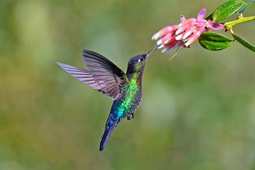 a fiery-throated hummingbird is taking nectar from a flower.  The hummingbird is very colorful and can only be found at high altitude in Costa Rica.  The bird is hovering in mid flight.  The focus on the hummingbird is very sharp. The flower is pink and white.