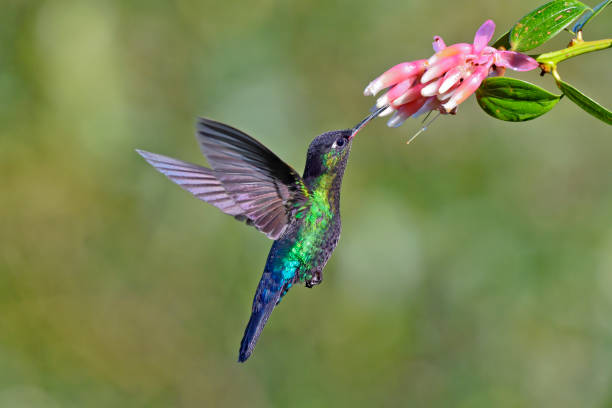 fiery-throated hummingbird taking nectar from a flower - throated imagens e fotografias de stock