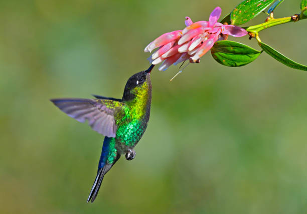 istock Fiery-throated hummingbird taking nectar from a flower 1411122134