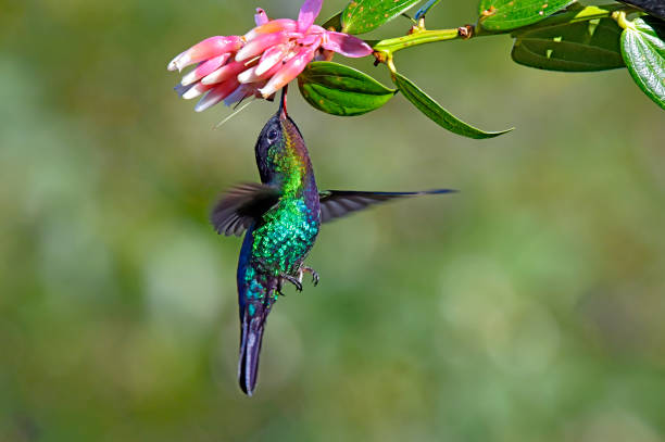 istock Fiery-throated hummingbird taking nectar from a flower 1411122146