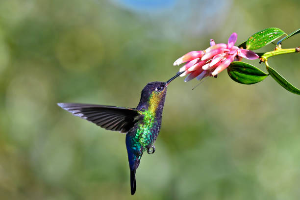 istock Fiery-throated hummingbird taking nectar from a flower 1411122247