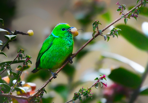 A Female Golden-browed Chlorophonia bird is perching on a branch near colorful seeds.  The bird pulls the seeds out and eats them.  The vibrant yellow, green and blue bird is small and only found in high altitude.  Pink flowers can be seen in the background.  Many leaves and more seeds can be seen in the background.  The bird has a seed in its mouth and the steam stem of the seed is in focus.