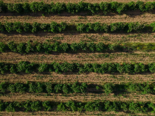 istock Aerial view of cherry orchard. Springtime agriculture. 1411123929