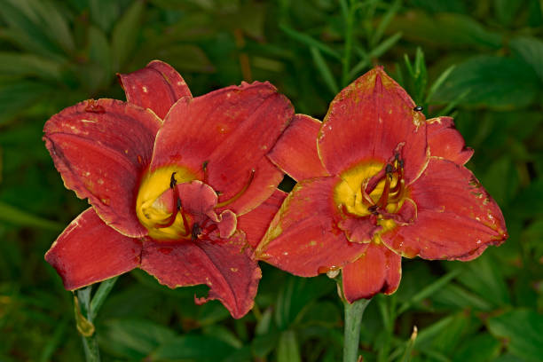 istock Red flower with green leaves 1411124809