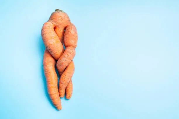 funny ugly twisted carrot on blue background