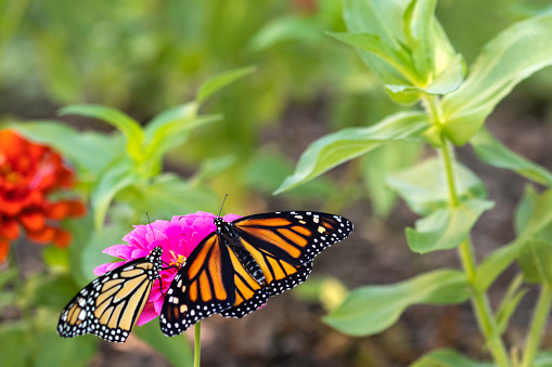 Two monarch butterflies resting on a zinnia in the garden