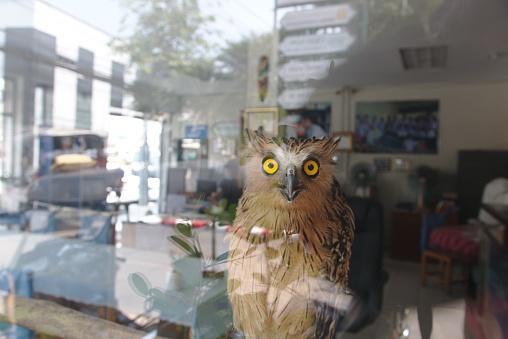 An owl appear through a glass window in a house in Thailand