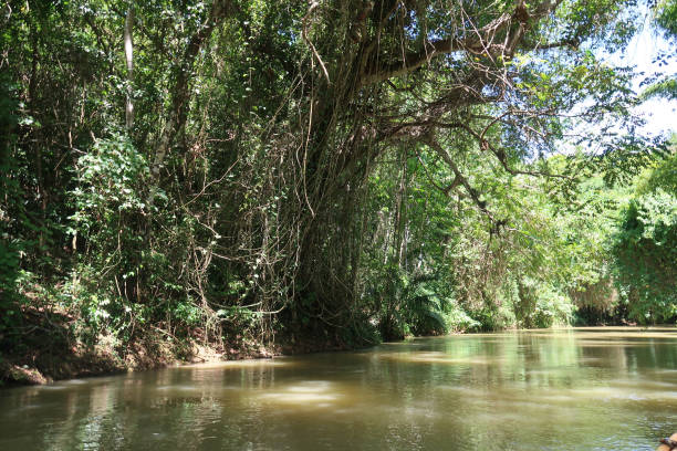 istock River in Jamaica 1411126360