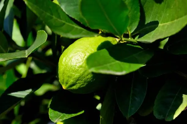Lemon is a citrus plant of the family Rutaceae, Dicotyledonous plant, which has a very sour taste and rich nutrition, especially vitamin C.
The sour fruit of this plant, resembling a small tangerine and sometimes used as a flavoring or for beverages, sauces, or marmalades.