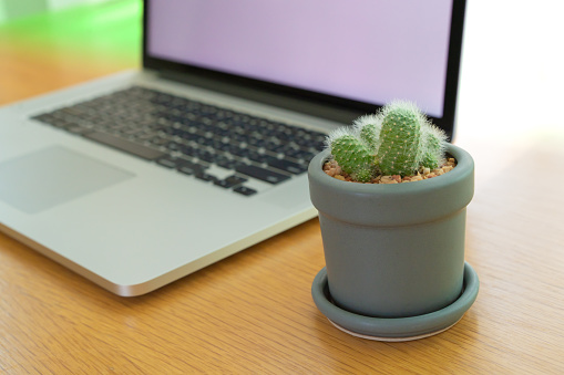 Small cactus in a ceramic pot left on the table beside the modern laptop computer, using a small plant decorate on the workspace for improving workplace atmosphere and generate inspiration.