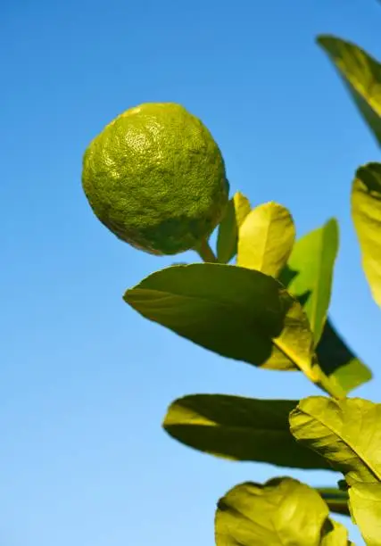 Lemon is a citrus plant of the family Rutaceae, Dicotyledonous plant, which has a very sour taste and rich nutrition, especially vitamin C.
The sour fruit of this plant, resembling a small tangerine and sometimes used as a flavoring or for beverages, sauces, or marmalades.