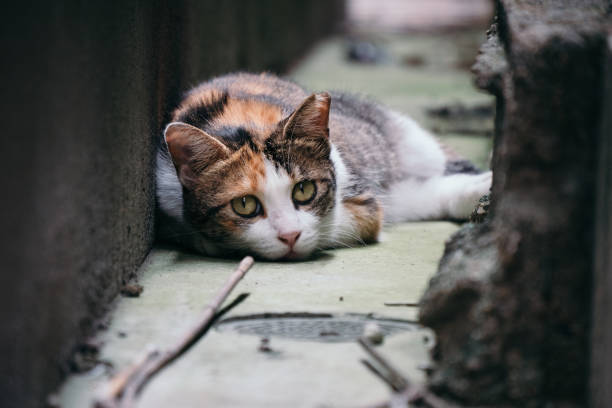 istock Image of a calico cat sleeping in a narrow passage 1411129402