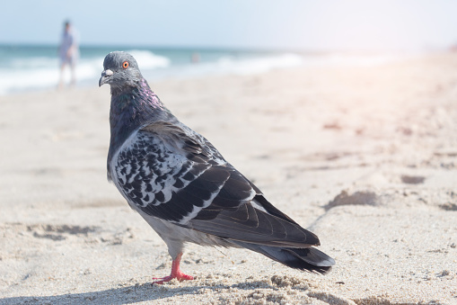 Eurasian collared dove (Streptopelia decaocto) standing on a rock - Costa Calma, Fuerteventura