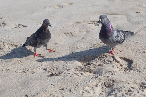 istock Two pigeons face to face standing on sand 1411129414