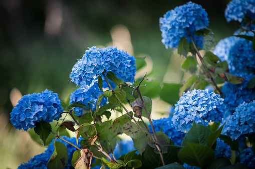 Blue flowers in the summer sunshine. Beautiful flowers in public.