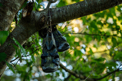 A pair of old shoes hang in a tree. The moss covers a pair of walking shoes.