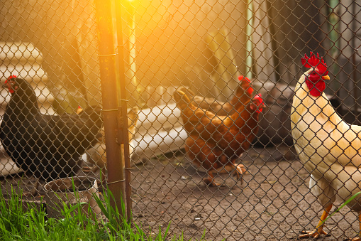 Defocus chicken on sunset. Rooster and chickens. Free range cock and hens under a fence. Sunflare. Out of focus.