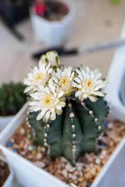Photo of Gymnocalycium cactus with flowers blooming