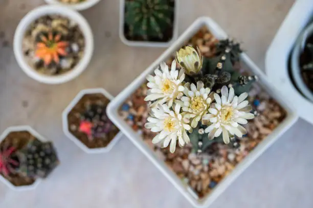 Photo of Gymnocalycium cactus with flowers blooming