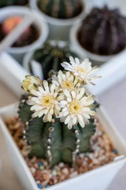 Photo of Gymnocalycium cactus with flowers blooming