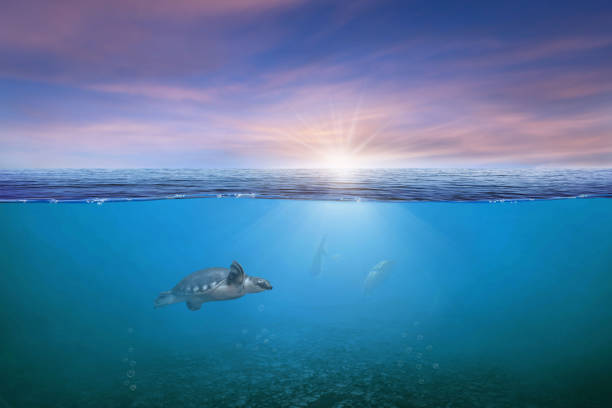 istock BLUE UNDER WATER waves and bubbles. Beautiful white clouds on blue sky over calm sea with sunlight reflection, Tranquil sea harmony of calm water surface. Sunny sky and calm blue ocean. 1411135724