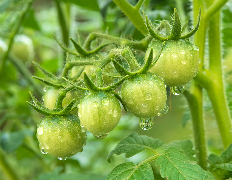 Cherry tomatos with raindrops