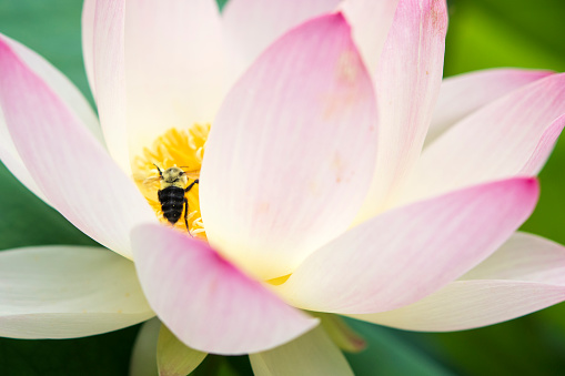 Bee on lotus flower