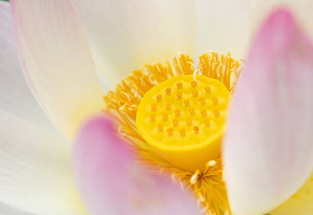 Lotus flower in macro
