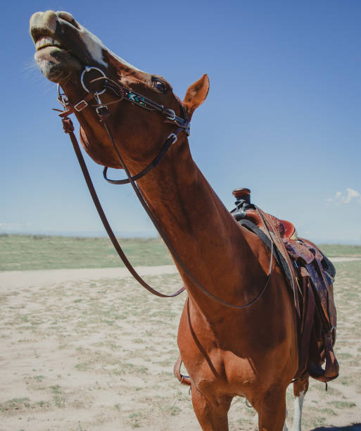 istock Girl with horse 1411137314