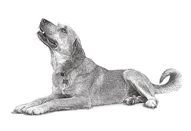 Mixed breed dog in animal shelter, hoping to be adopted Mezzotint illustration of a Blue Heeler, Border Collie, mixed breed dog in animal shelter, hoping to be adopted mixed breed dog stock illustrations