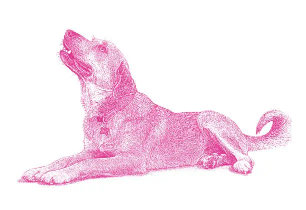 Vector illustration of Mixed breed dog in animal shelter, hoping to be adopted