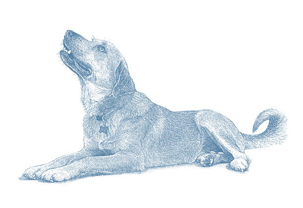 mischlingshund im tierheim, in der hoffnung, adoptiert zu werden - mixed breed dog illustrations stock-grafiken, -clipart, -cartoons und -symbole