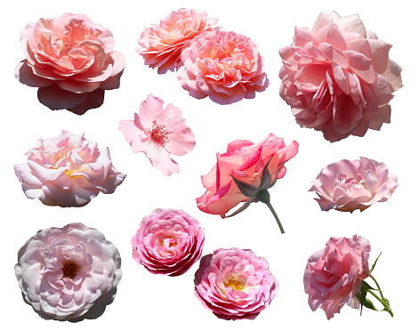 10 pale pink color rose flowerhead cutout set. White background photograph.