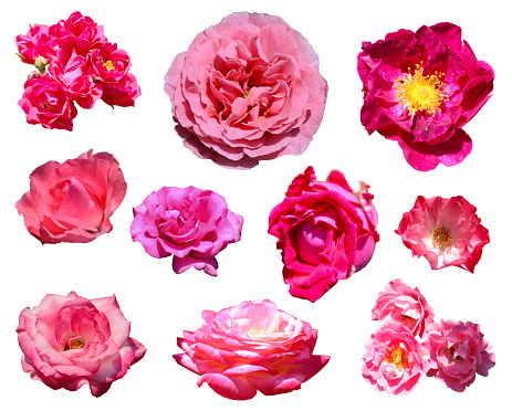 10 vibrant pink color rose flowerhead cutout set. White background photograph.
