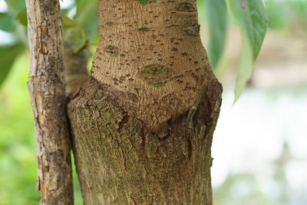 istock Grafting in a young avocado plant in old tree. 1411141900