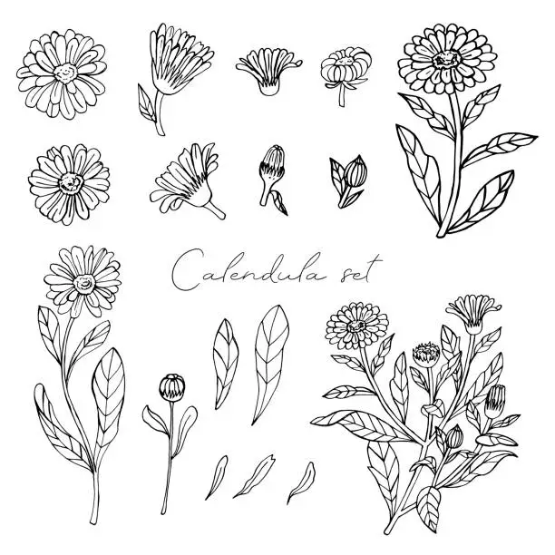 Vector illustration of Calendula doodle set. Black linear silhouette