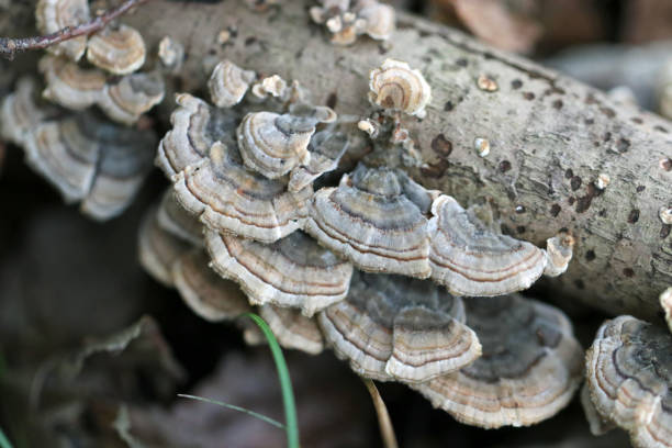 istock Mushroom named 