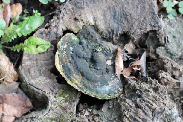 istock Mushroom named 