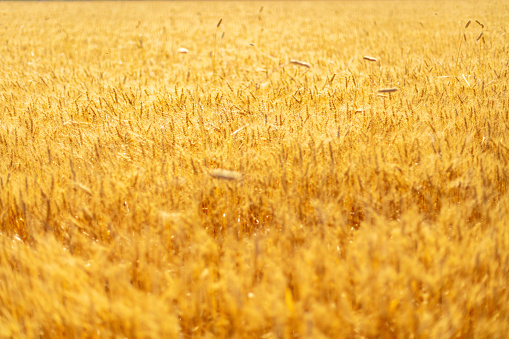 Agricultural Outdoors Southwest USA Natural Environment Western Colorado Desert Textures and Backgrounds Nature Cereal Grain Field Food Shortage and Inflation and Embargo Photo Series