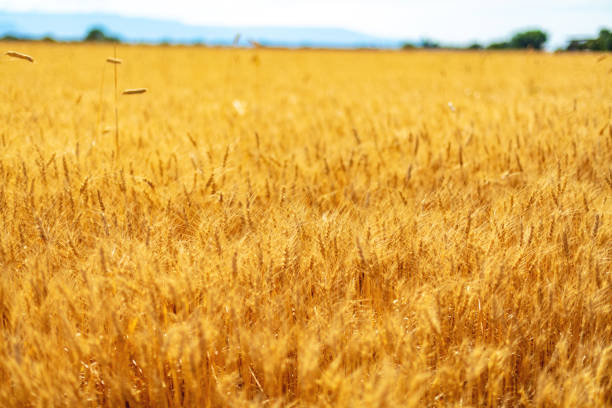Agricultural Outdoors Southwest USA Natural Environment Western Colorado Desert Textures and Backgrounds Nature Cereal Grain Field Food Shortage and Inflation and Embargo Photo Series