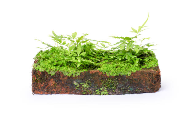 istock Old brick with green moss isolated on white 1411145028