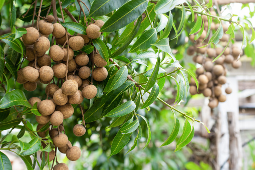 Fresh longan fruit on tree in garden.