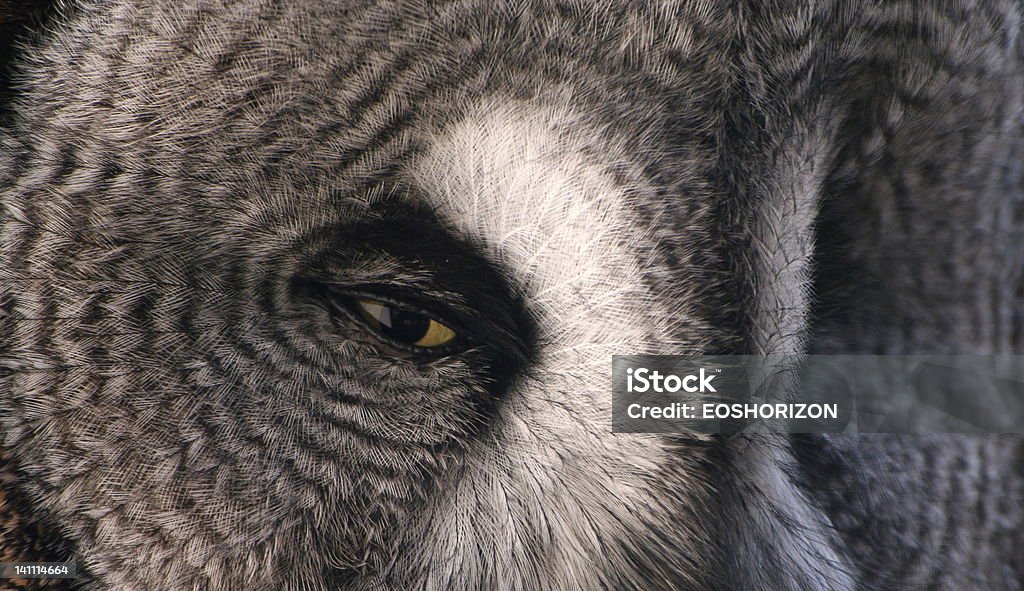 Occhio vigile - Foto stock royalty-free di Animale selvatico