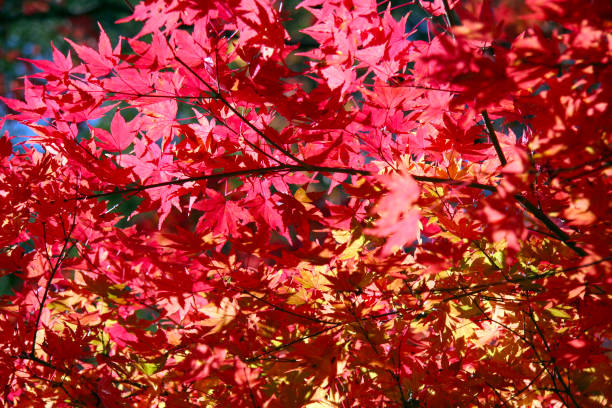 Burning red and orange Autumn colored autumn tree branch and leaf photographed on a bright suuny day. stock photo