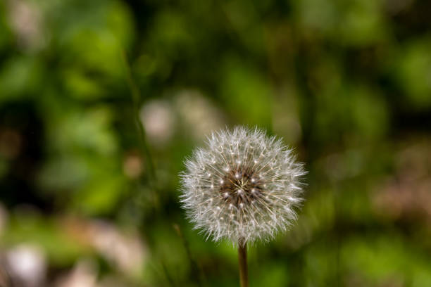 flowers captured in Bohinj valley Slovenia
